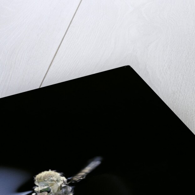 Culex pipiens (common house mosquito) - emerging (b2) by Anonymous
