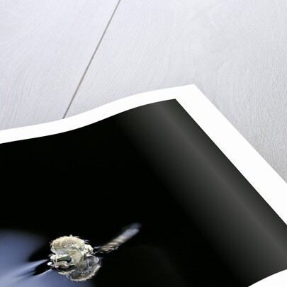 Culex pipiens (common house mosquito) - emerging (b2) by Anonymous