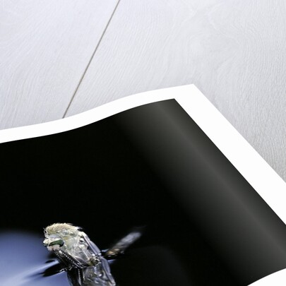 Culex pipiens (common house mosquito) - emerging (b3) by Anonymous