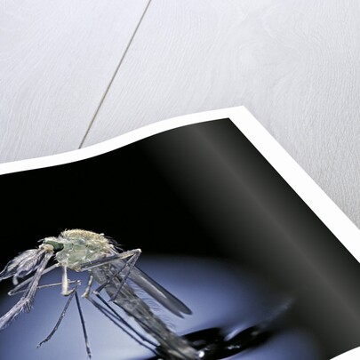 Culex pipiens (common house mosquito) - emerging (b7) by Anonymous