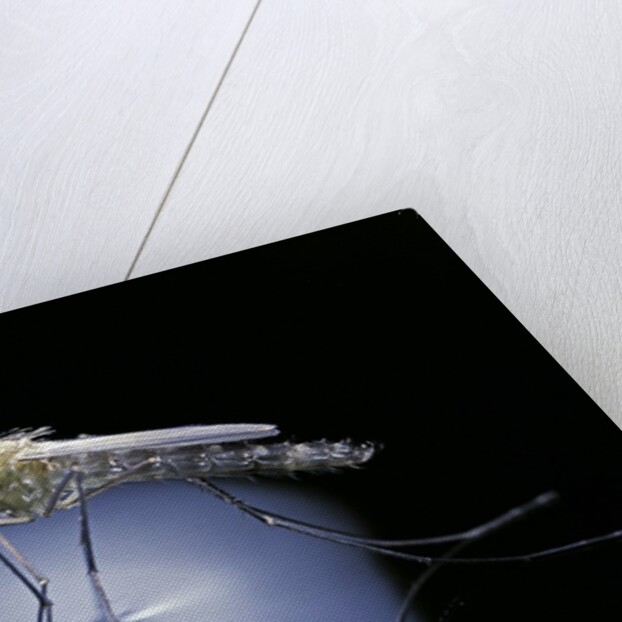 Culex pipiens (common house mosquito) - emerging (b8) by Anonymous