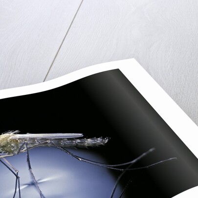 Culex pipiens (common house mosquito) - emerging (b8) by Anonymous