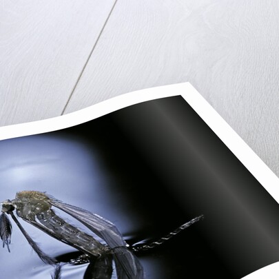 Culex pipiens (common house mosquito) - emerging (c1) by Anonymous