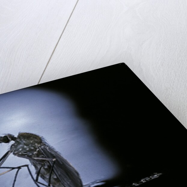 Culex pipiens (common house mosquito) - emerging (c2) by Anonymous