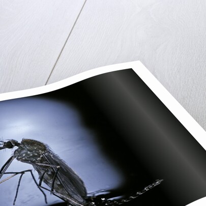 Culex pipiens (common house mosquito) - emerging (c2) by Anonymous