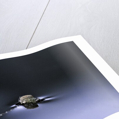Culex pipiens (common house mosquito) - emerging (d2) by Anonymous