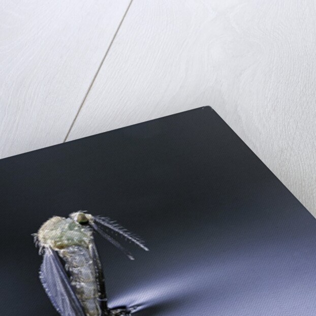 Culex pipiens (common house mosquito) - emerging (d6) by Anonymous