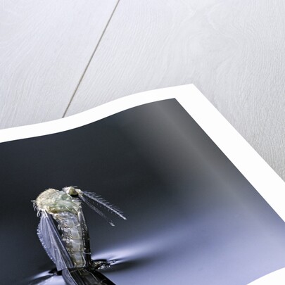 Culex pipiens (common house mosquito) - emerging (d6) by Anonymous
