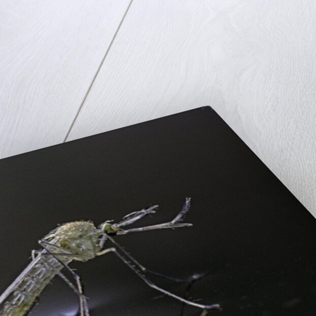 Culex pipiens (common house mosquito) - newly emerged from pupa by Anonymous