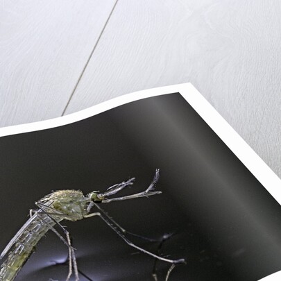 Culex pipiens (common house mosquito) - newly emerged from pupa by Anonymous