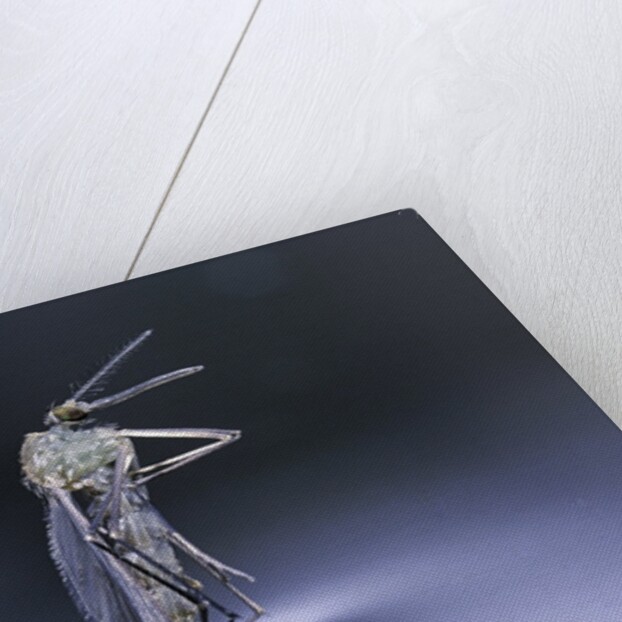 Culex pipiens (common house mosquito) - emerging (d8) by Anonymous