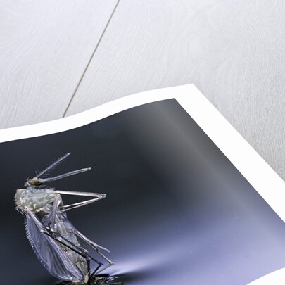Culex pipiens (common house mosquito) - emerging (d8) by Anonymous