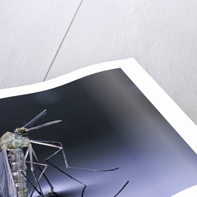 Culex pipiens (common house mosquito) - emerging (d9) by Anonymous