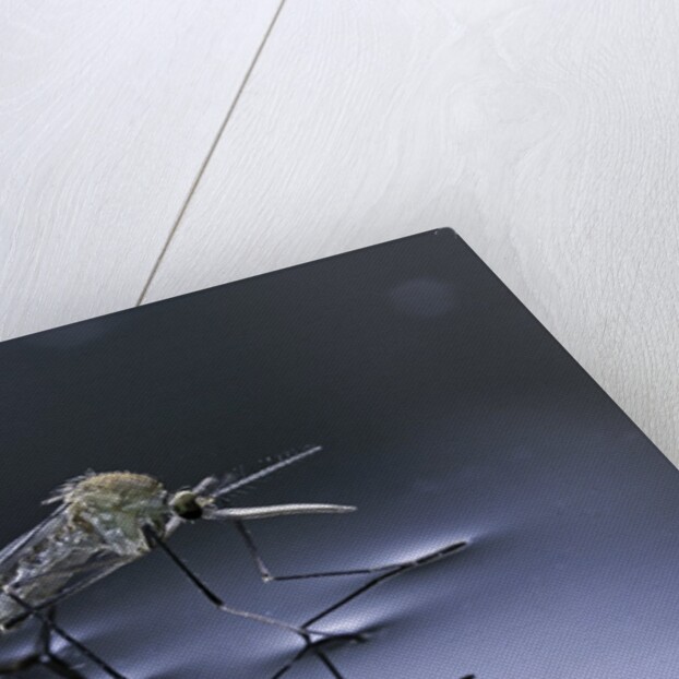 Culex pipiens (common house mosquito) - emerging (d10) by Anonymous