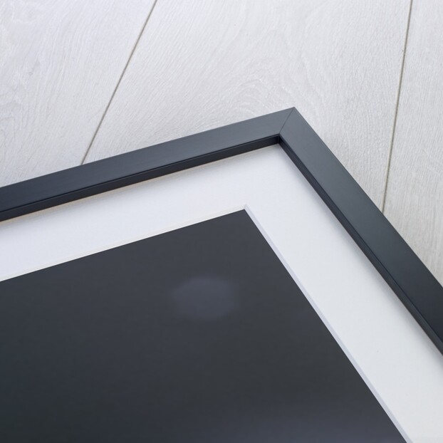 Culex pipiens (common house mosquito) - emerging (d10) by Anonymous