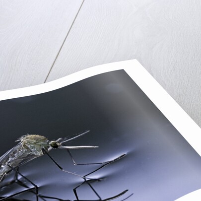 Culex pipiens (common house mosquito) - emerging (d10) by Anonymous