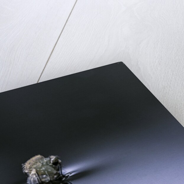 Culex pipiens (common house mosquito) - emerging (d3) by Anonymous