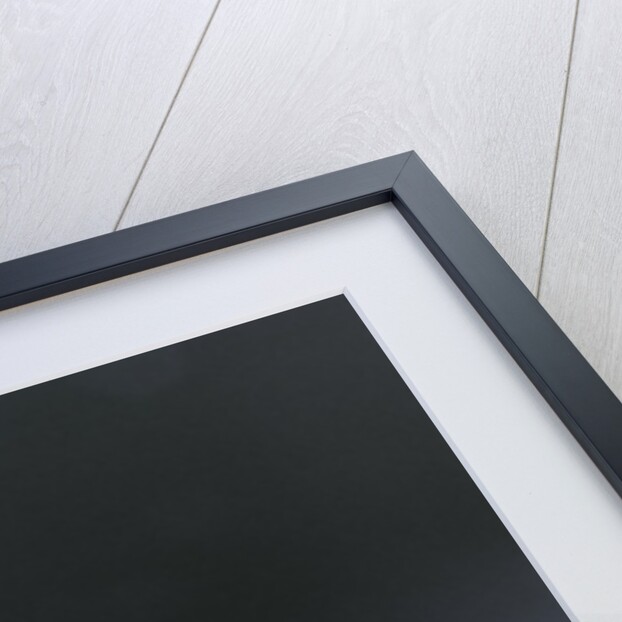 Culex pipiens (common house mosquito) - emerging (d3) by Anonymous