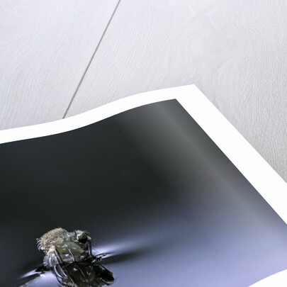 Culex pipiens (common house mosquito) - emerging (d3) by Anonymous