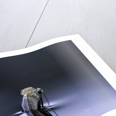 Culex pipiens (common house mosquito) - emerging (d4) by Anonymous