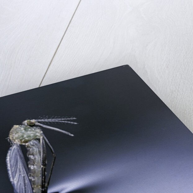 Culex pipiens (common house mosquito) - emerging (d7) by Anonymous