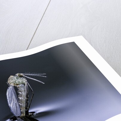 Culex pipiens (common house mosquito) - emerging (d7) by Anonymous
