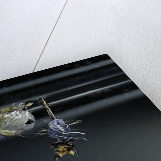 Culex pipiens (common house mosquito) - emerging of the pupa by Anonymous