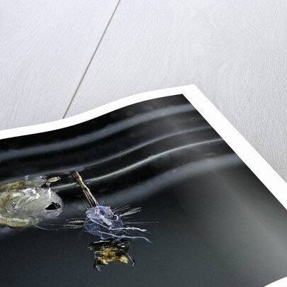 Culex pipiens (common house mosquito) - emerging of the pupa by Anonymous