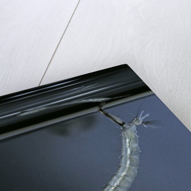 Culex pipiens (common house mosquito) - emerging of the pupa by Anonymous