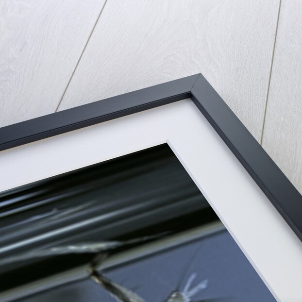 Culex pipiens (common house mosquito) - emerging of the pupa by Anonymous