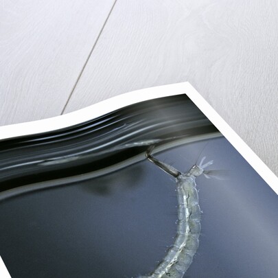 Culex pipiens (common house mosquito) - emerging of the pupa by Anonymous