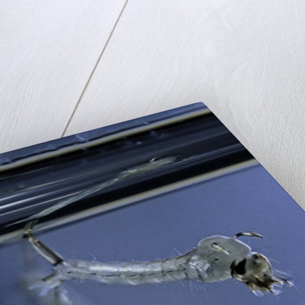 Culex pipiens (common house mosquito) - emerging of the pupa by Anonymous