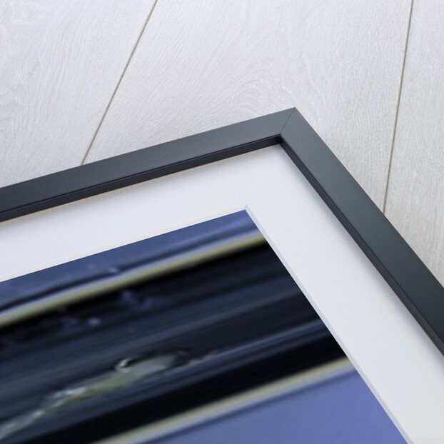 Culex pipiens (common house mosquito) - emerging of the pupa by Anonymous