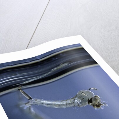 Culex pipiens (common house mosquito) - emerging of the pupa by Anonymous