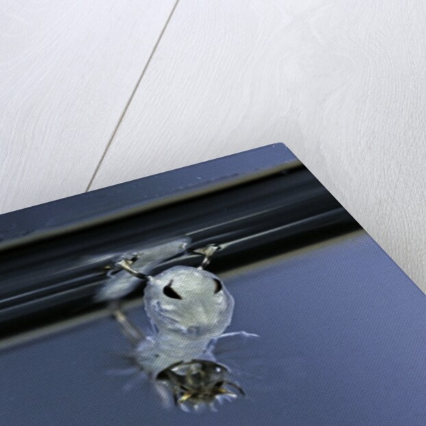 Culex pipiens (common house mosquito) - emerging of the pupa by Anonymous