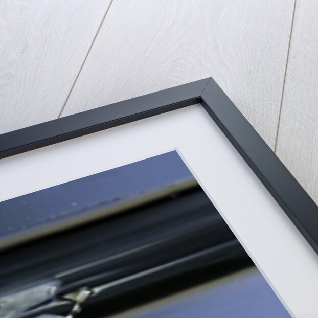 Culex pipiens (common house mosquito) - emerging of the pupa by Anonymous