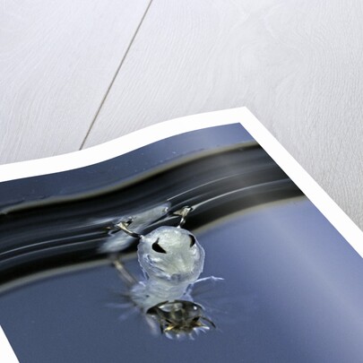 Culex pipiens (common house mosquito) - emerging of the pupa by Anonymous