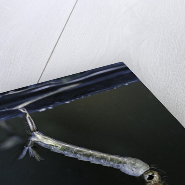 Culex pipiens (common house mosquito) - larva by Anonymous