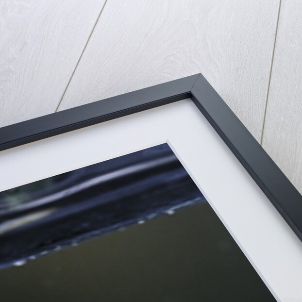 Culex pipiens (common house mosquito) - larva by Anonymous