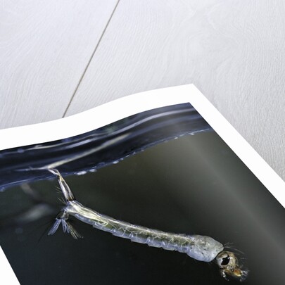 Culex pipiens (common house mosquito) - larva by Anonymous