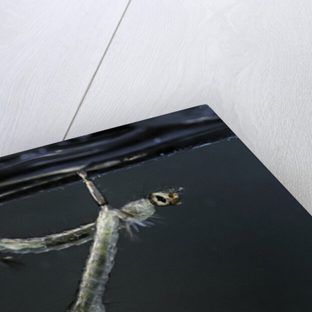 Culex pipiens (common house mosquito) - larvae by Anonymous