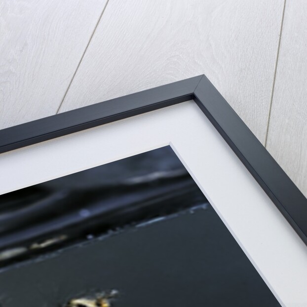 Culex pipiens (common house mosquito) - larvae by Anonymous