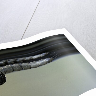 Culex pipiens (common house mosquito) - emerging from under the water surface by Anonymous