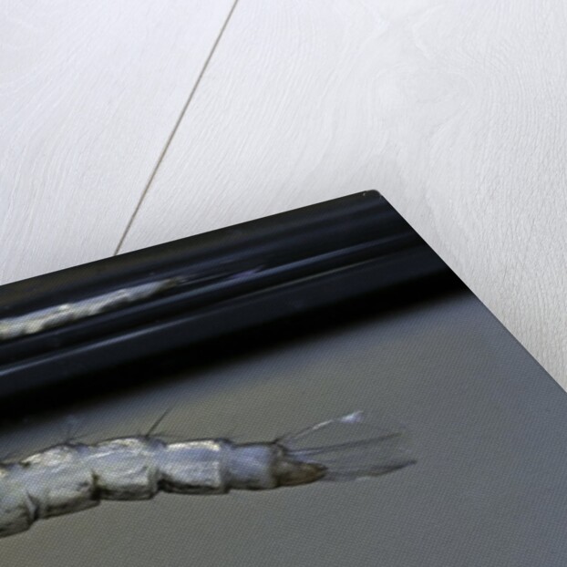 Culex pipiens (common house mosquito) - emerging from under the water surface by Anonymous