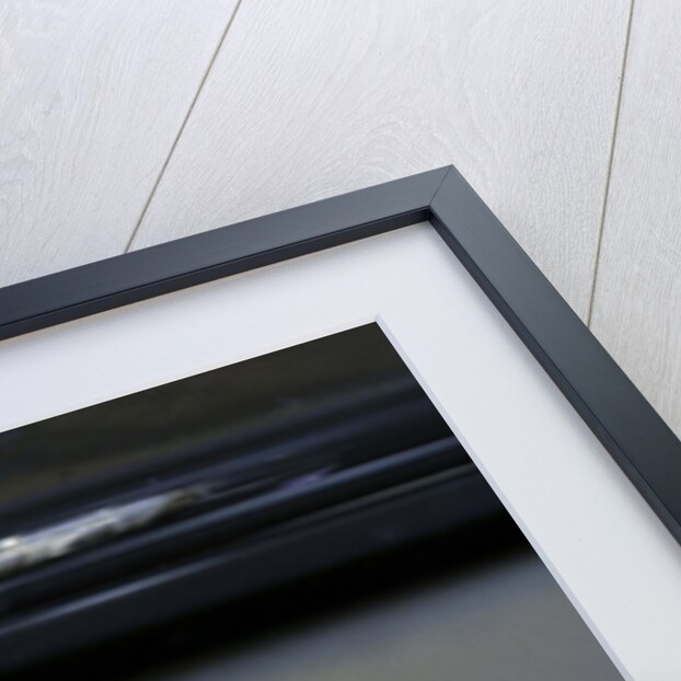 Culex pipiens (common house mosquito) - emerging from under the water surface by Anonymous