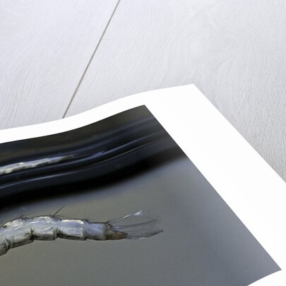 Culex pipiens (common house mosquito) - emerging from under the water surface by Anonymous