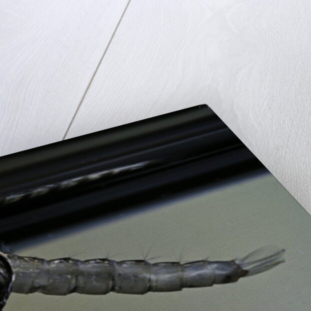Culex pipiens (common house mosquito) - emerging from under the water surface by Anonymous