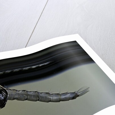 Culex pipiens (common house mosquito) - emerging from under the water surface by Anonymous