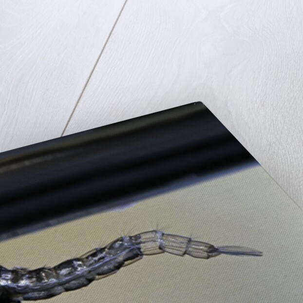 Culex pipiens (common house mosquito) - emerging from under the water surface by Anonymous