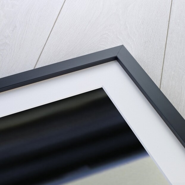 Culex pipiens (common house mosquito) - emerging from under the water surface by Anonymous